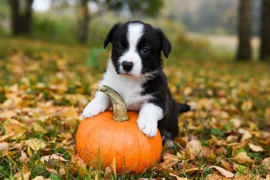 Quels sont les bienfaits de la citrouille pour le chien ? 🎃