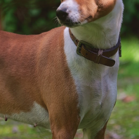 Anti Puce et Tique pour chien Naturel et BIO-Natura Equidog